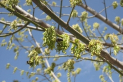 Sapindaceae. Arce. Acer