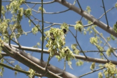 Sapindaceae. Arce. Acer