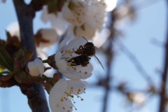 Rosaceae. Cerezo- Cirerer. Prunus cerasus