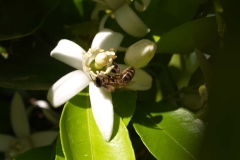 Rutaceae. Cítricos. Citrus
