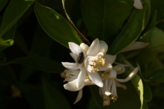 Rutaceae. Cítricos. Citrus