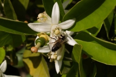 Rutaceae. Cítricos. Citrus