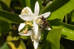 Rutaceae. Cítricos. Citrus
