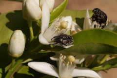 Rutaceae. Cítricos. Citrus