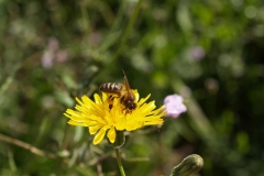 Araliaceae. Diente de león. Taraxacum vulgare
