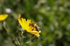 Araliaceae. Diente de león. Taraxacum vulgare