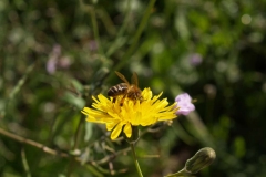 Araliaceae. Diente de león. Taraxacum vulgare