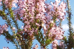 Ericaceae. Brezo. Bruc. Petorret o Cepell. Erica multiflora