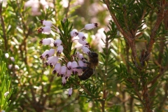 Ericaceae. Brezo. Bruc. Petorret o Cepell. Erica multiflora