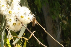 Myrtaceae. Eucalipto. Eucalyptus