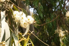 Myrtaceae. Eucalipto. Eucalyptus