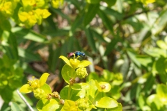 Euphorbia