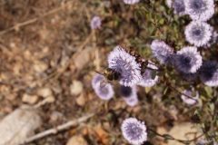 Plantaginaceae. Globularia
