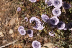 Plantaginaceae. Globularia