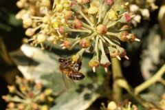 Araliaceae. Hiedra. Hedera