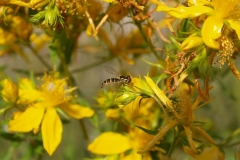 Hypericaceae. Hipérico. Herva de san Joan. Hypericum