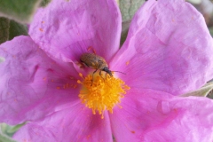 Cistaceae. Jara blanca. Cistus albidus