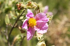 Cistaceae. Jara blanca. Cistus albidus