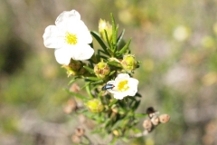 Cistaceae. Jara negra. Cistus monspeliensis