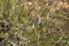 Lamiaceae. Lavanda. Espigol. Lavandula