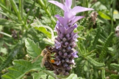 Lamiaceae. Lavanda. Espigol. Lavandula