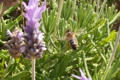 Lamiaceae. Lavanda. Espigol. Lavandula