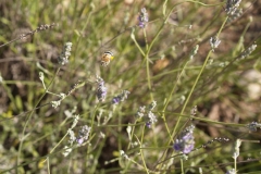 Lamiaceae. Lavanda. Espigol. Lavandula
