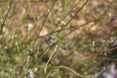 Lamiaceae. Lavanda. Espigol. Lavandula