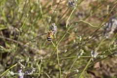 Lamiaceae. Lavanda. Espigol. Lavandula