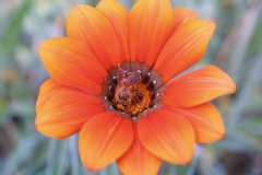 Araliaceae