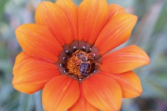 Araliaceae
