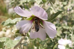 Malvaceae. Malva. Lavatera