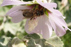 Malvaceae. Malva. Lavatera