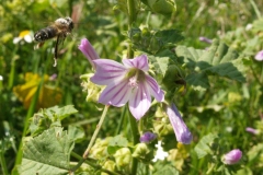 Malvaceae. Malva. Lavatera
