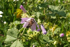 Malvaceae. Malva. Lavatera