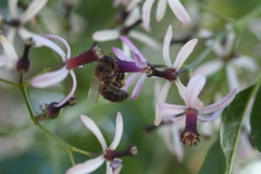 Meliaceae. Melia