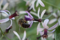 Meliaceae. Melia
