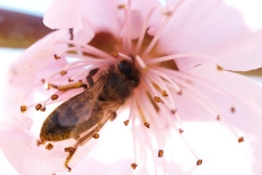 Rosaceae. Nectarino.  Prunus persica