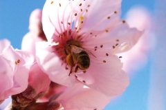 Rosaceae. Nectarino.  Prunus persica