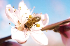 Rosaceae. Nectarino.  Prunus persica