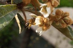 Rosaceae. Nispero. Nesprer.  Eriobotrya japónica