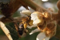 Rosaceae. Nispero. Nesprer.  Eriobotrya japónica