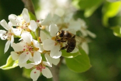 Rosaceae. Peral. Pyrus communis