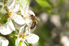 Rosaceae. Peral. Pyrus communis
