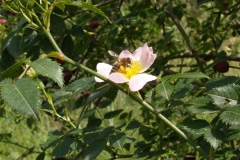 Rosaceae. Rosa silvestre. Rosa canina