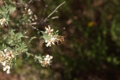 Leguminosae. Socarrillo. Mosqueruela. Dorycnium pentaphylum