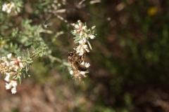 Leguminosae. Socarrillo. Mosqueruela. Dorycnium pentaphylum