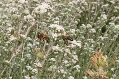 Lamiaceae. Teucrium.