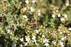 Lamiacea. Tomillo. Timó. Thymus vulgaris