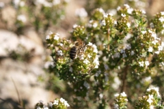 Lamiacea. Tomillo. Timó. Thymus vulgaris